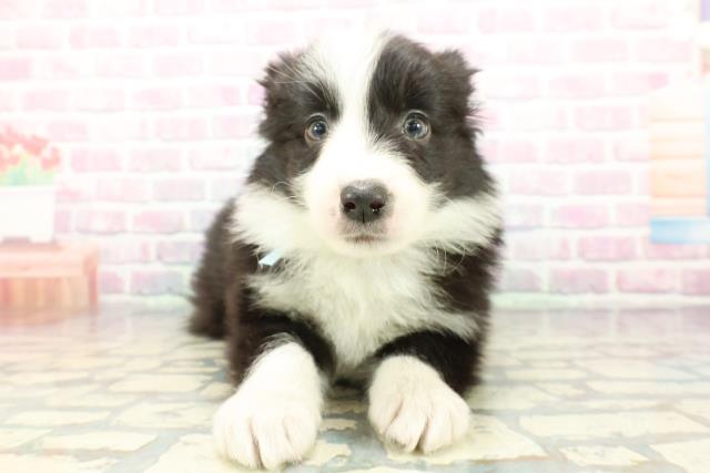 静岡県のボーダーコリー (Coo&RIKU富士店/2025年12月22日生まれ/男の子/ブラックホワイト)の子犬の1枚目の画像