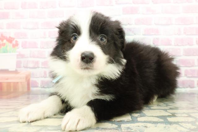 静岡県のボーダーコリー (Coo&RIKU富士店/2025年12月22日生まれ/男の子/ブラックホワイト)の子犬の2枚目の画像