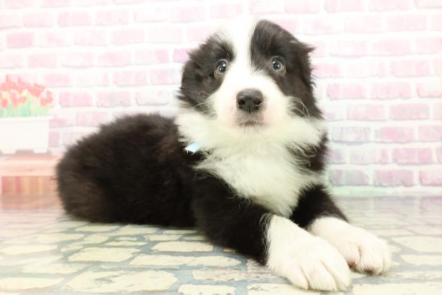 静岡県のボーダーコリー (Coo&RIKU富士店/2025年12月22日生まれ/男の子/ブラックホワイト)の子犬の3枚目の画像