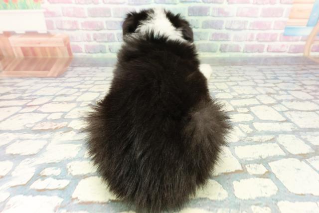 静岡県のボーダーコリー (Coo&RIKU富士店/2025年12月22日生まれ/男の子/ブラックホワイト)の子犬の4枚目の画像