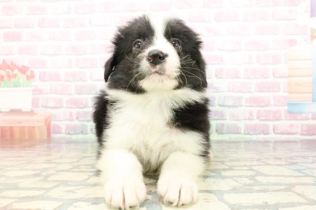 石川県のボーダーコリー (Coo&RIKUイオン野々市南店/2025年12月22日生まれ/男の子/ブラックホワイト)の子犬の1枚目の画像