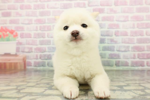 神奈川県の豆柴 (Coo&RIKU相模原店/2025年12月22日生まれ/女の子/白)の子犬の1枚目の画像