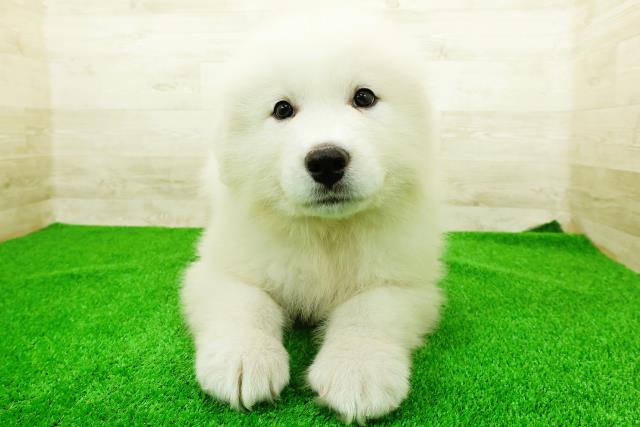 愛知県のグレートピレニーズ (Coo&RIKU岡崎店/2025年12月23日生まれ/男の子/ホワイト)の子犬の1枚目の画像