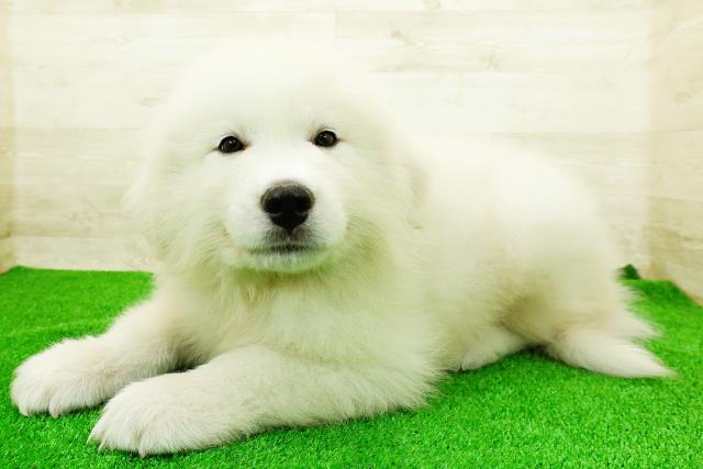 愛知県のグレートピレニーズ (Coo&RIKU岡崎店/2025年12月23日生まれ/男の子/ホワイト)の子犬の2枚目の画像