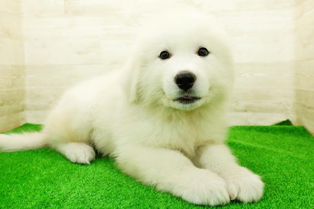 愛知県のグレートピレニーズ (Coo&RIKU岡崎店/2025年12月23日生まれ/男の子/ホワイト)の子犬の3枚目の画像