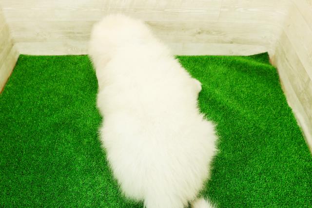 愛知県のグレートピレニーズ (Coo&RIKU岡崎店/2025年12月23日生まれ/男の子/ホワイト)の子犬の4枚目の画像