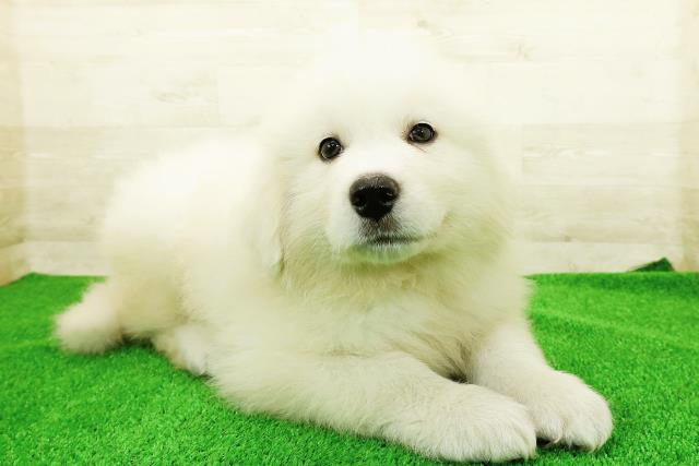 山口県のグレートピレニーズ (Coo&RIKUサンパークあじす店/2025年12月23日生まれ/男の子/ホワイト)の子犬の3枚目の画像