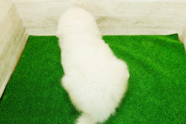 山口県のグレートピレニーズ (Coo&RIKUサンパークあじす店/2025年12月23日生まれ/男の子/ホワイト)の子犬の4枚目の画像