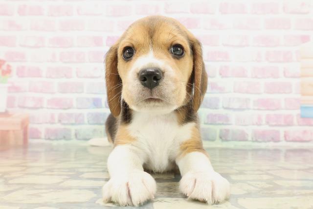 長野県のビーグル (Coo&RIKU長野店/2025年12月23日生まれ/男の子/ブラックタンホワイト)の子犬の1枚目の画像