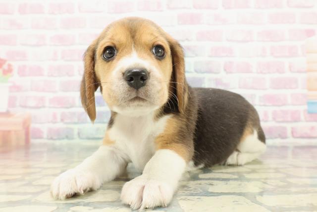 長野県のビーグル (Coo&RIKU長野店/2025年12月23日生まれ/男の子/ブラックタンホワイト)の子犬の2枚目の画像