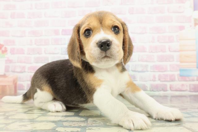 長野県のビーグル (Coo&RIKU長野店/2025年12月23日生まれ/男の子/ブラックタンホワイト)の子犬の3枚目の画像