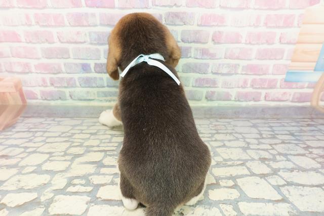 長野県のビーグル (Coo&RIKU長野店/2025年12月23日生まれ/男の子/ブラックタンホワイト)の子犬の4枚目の画像