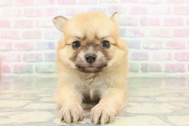 神奈川県のポメチワ/チワポメ/ポメチー(ポメラニアン×チワワ) (Coo&RIKU日吉店/2025年12月23日生まれ/女の子/オレンジ)の子犬の1枚目の画像