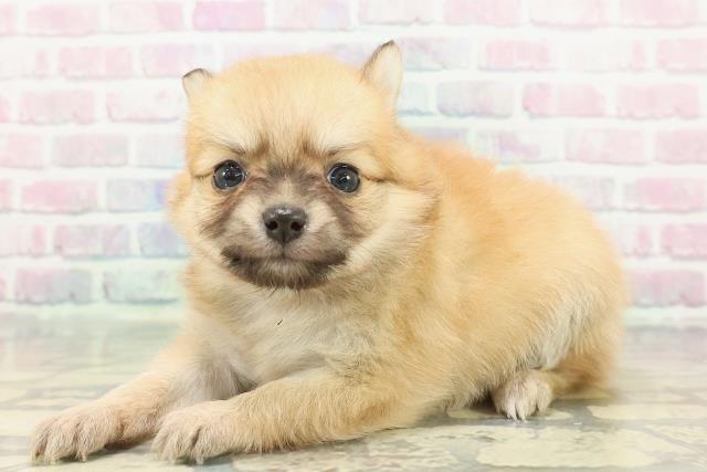 神奈川県のポメチワ/チワポメ/ポメチー(ポメラニアン×チワワ) (Coo&RIKU日吉店/2025年12月23日生まれ/女の子/オレンジ)の子犬の2枚目の画像