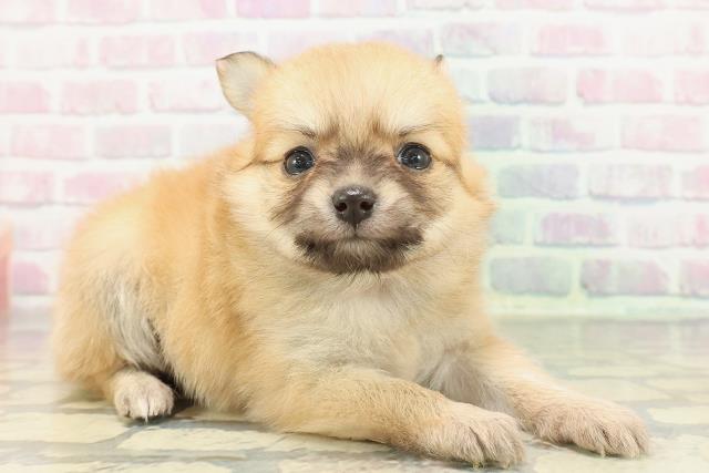 神奈川県のポメチワ/チワポメ/ポメチー(ポメラニアン×チワワ) (Coo&RIKU日吉店/2025年12月23日生まれ/女の子/オレンジ)の子犬の3枚目の画像