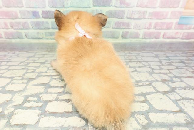 神奈川県のポメチワ/チワポメ/ポメチー(ポメラニアン×チワワ) (Coo&RIKU日吉店/2025年12月23日生まれ/女の子/オレンジ)の子犬の4枚目の画像