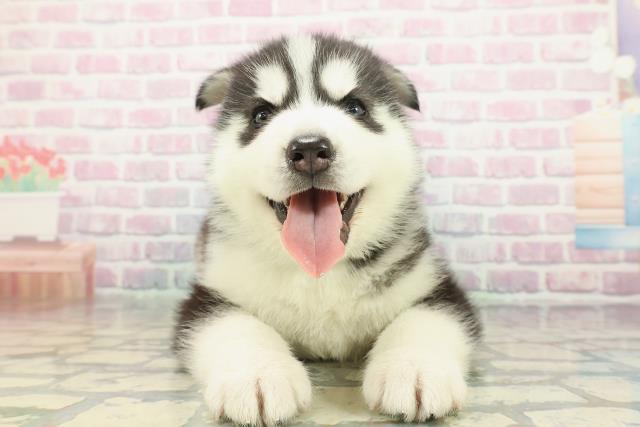 神奈川県のシベリアンハスキー (Coo&RIKU横須賀店/2025年12月20日生まれ/男の子/ブラックホワイト)の子犬