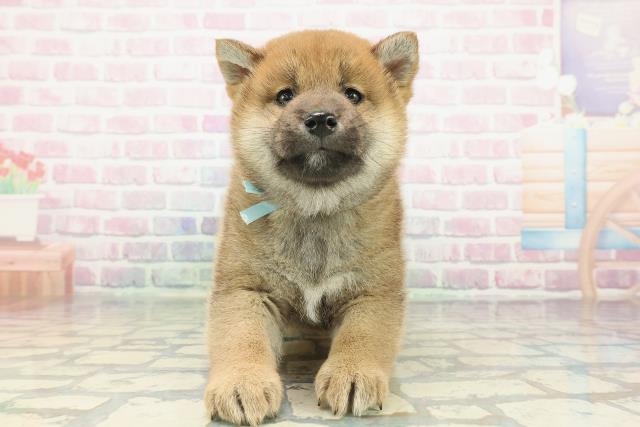 福島県の柴犬(標準サイズ) (Coo&RIKU福島店/2025年12月22日生まれ/男の子/赤)の子犬の1枚目の画像