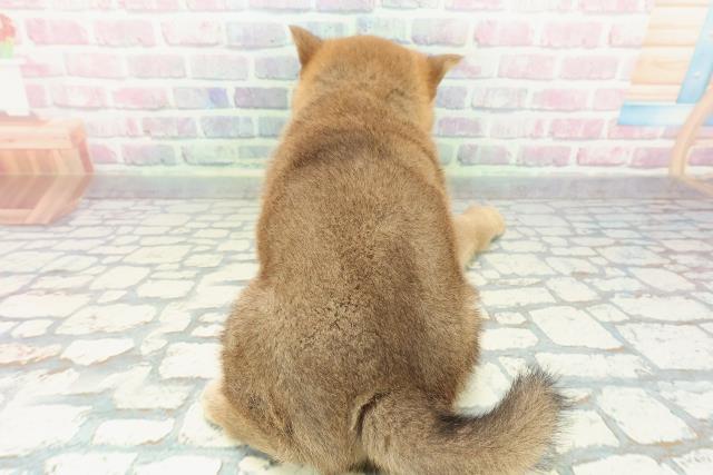 福島県の柴犬(標準サイズ) (Coo&RIKU福島店/2025年12月22日生まれ/男の子/赤)の子犬の4枚目の画像