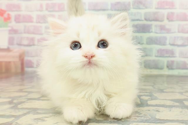 埼玉県のサイベリアン (Coo&RIKU桶川店/2025年12月23日生まれ/女の子/ブルーポイント)の子猫の1枚目の画像