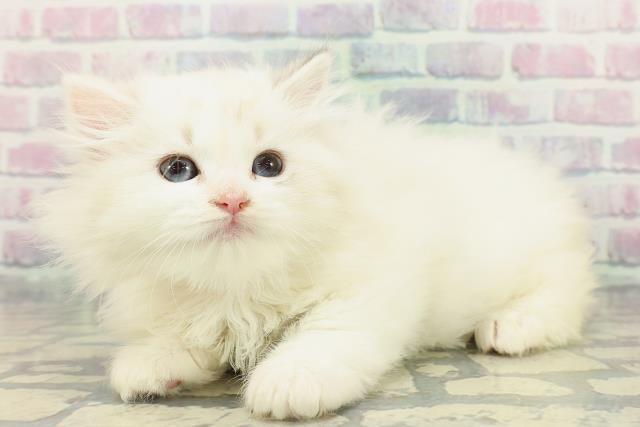 埼玉県のサイベリアン (Coo&RIKU桶川店/2025年12月23日生まれ/女の子/ブルーポイント)の子猫の2枚目の画像