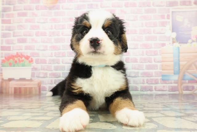 群馬県のバーニーズマウンテンドッグ (Coo&RIKU前橋店/2025年12月22日生まれ/男の子/ブラックラストホワイト)の子犬の1枚目の画像