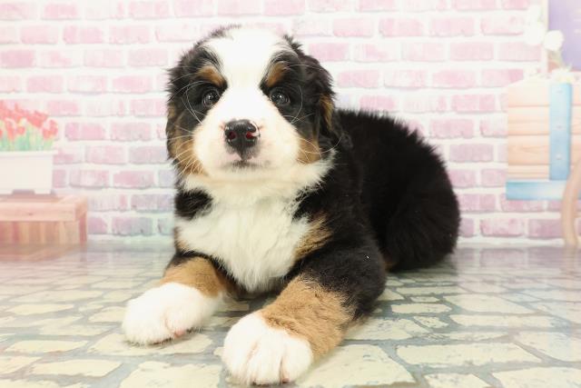 群馬県のバーニーズマウンテンドッグ (Coo&RIKU前橋店/2025年12月22日生まれ/男の子/ブラックラストホワイト)の子犬の2枚目の画像