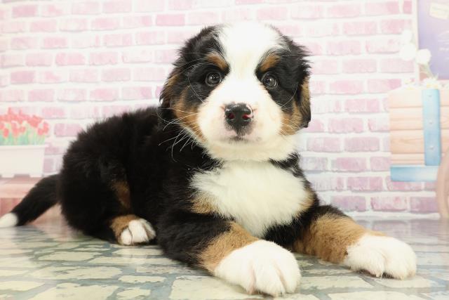 群馬県のバーニーズマウンテンドッグ (Coo&RIKU前橋店/2025年12月22日生まれ/男の子/ブラックラストホワイト)の子犬の3枚目の画像