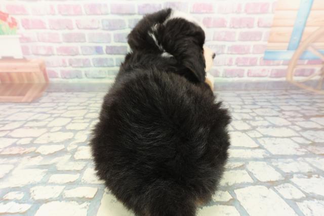 群馬県のバーニーズマウンテンドッグ (Coo&RIKU前橋店/2025年12月22日生まれ/男の子/ブラックラストホワイト)の子犬の4枚目の画像