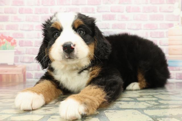 神奈川県のバーニーズマウンテンドッグ (Coo&RIKU藤沢店/2025年12月22日生まれ/女の子/ブラックラストホワイト)の子犬の2枚目の画像