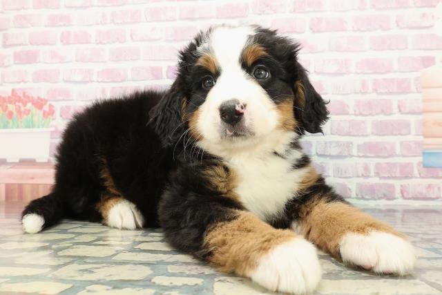 神奈川県のバーニーズマウンテンドッグ (Coo&RIKU藤沢店/2025年12月22日生まれ/女の子/ブラックラストホワイト)の子犬の3枚目の画像