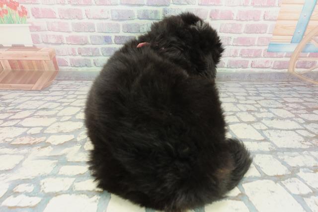 神奈川県のバーニーズマウンテンドッグ (Coo&RIKU藤沢店/2025年12月22日生まれ/女の子/ブラックラストホワイト)の子犬の4枚目の画像