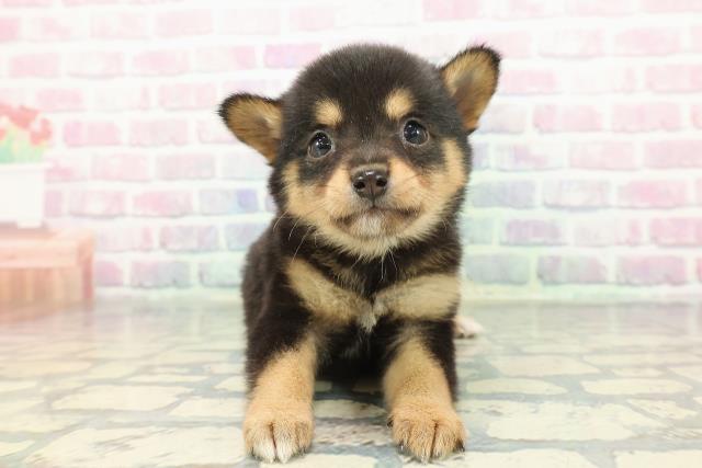 埼玉県のチワ柴/柴チワ/チワシバ(チワワ×柴) (Coo&RIKU桶川店/2025年12月22日生まれ/女の子/ブラックタン)の子犬の1枚目の画像