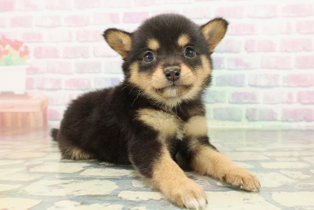 埼玉県のチワ柴/柴チワ/チワシバ(チワワ×柴) (Coo&RIKU桶川店/2025年12月22日生まれ/女の子/ブラックタン)の子犬の3枚目の画像