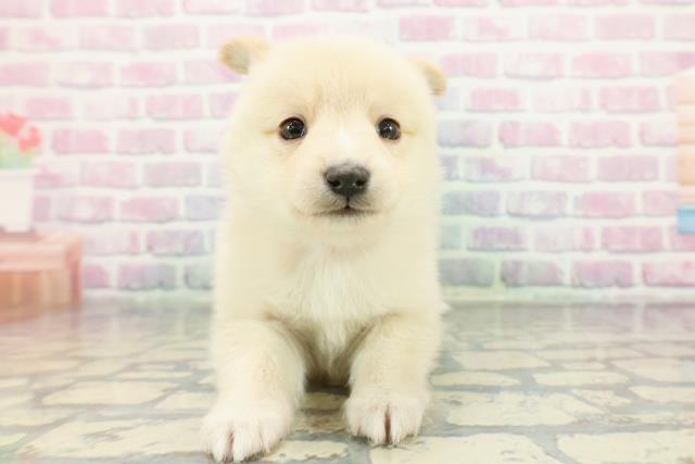 神奈川県のポメ柴/豆ポメ/ポメ豆柴(ポメラニアン×柴犬) (Coo&RIKU長津田店/2025年12月21日生まれ/女の子/クリーム)の子犬