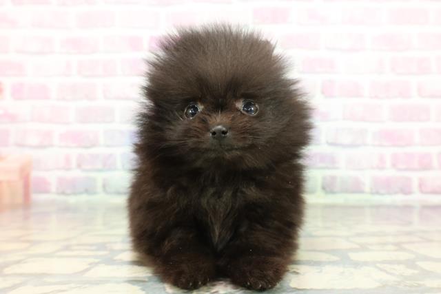東京都のポメラニアン (Coo&RIKU吉祥寺店/2025年12月15日生まれ/女の子/ブラック)の子犬の1枚目の画像