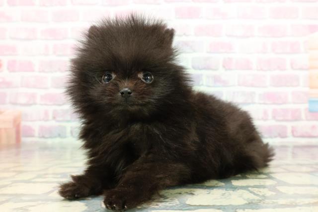 東京都のポメラニアン (Coo&RIKU吉祥寺店/2025年12月15日生まれ/女の子/ブラック)の子犬の2枚目の画像