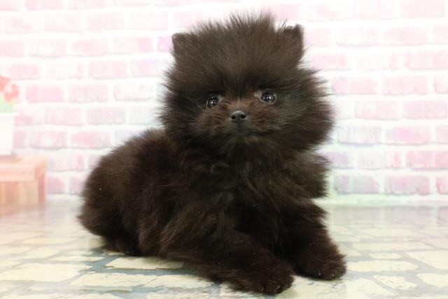 東京都のポメラニアン (Coo&RIKU吉祥寺店/2025年12月15日生まれ/女の子/ブラック)の子犬の3枚目の画像