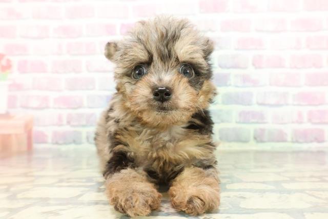 神奈川県のチワプー/プーチー(チワワ×プードル) (Coo&RIKU藤沢店/2025年12月20日生まれ/男の子/ブルーマール)の子犬の1枚目の画像