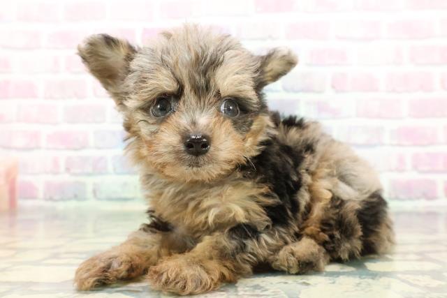 神奈川県のチワプー/プーチー(チワワ×プードル) (Coo&RIKU藤沢店/2025年12月20日生まれ/男の子/ブルーマール)の子犬の2枚目の画像