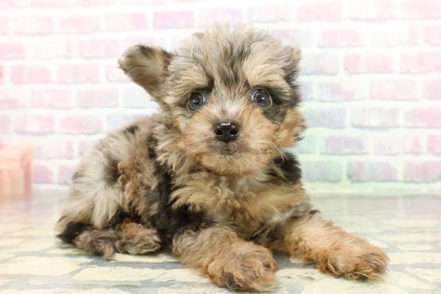 神奈川県のチワプー/プーチー(チワワ×プードル) (Coo&RIKU藤沢店/2025年12月20日生まれ/男の子/ブルーマール)の子犬の3枚目の画像