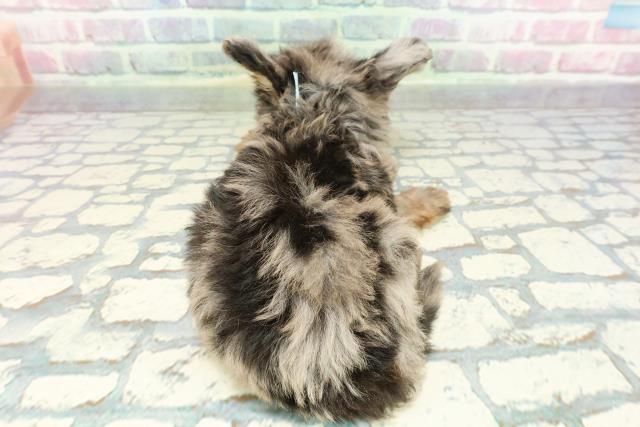 神奈川県のチワプー/プーチー(チワワ×プードル) (Coo&RIKU藤沢店/2025年12月20日生まれ/男の子/ブルーマール)の子犬の4枚目の画像