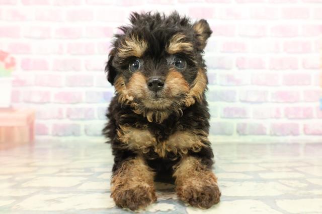 東京都のチワプー/プーチー(チワワ×プードル) (Coo&RIKU吉祥寺店/2025年12月20日生まれ/男の子/ブラックタン)の子犬の1枚目の画像