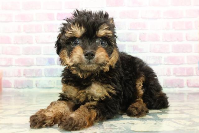 東京都のチワプー/プーチー(チワワ×プードル) (Coo&RIKU吉祥寺店/2025年12月20日生まれ/男の子/ブラックタン)の子犬の2枚目の画像