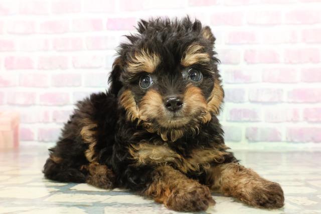 東京都のチワプー/プーチー(チワワ×プードル) (Coo&RIKU吉祥寺店/2025年12月20日生まれ/男の子/ブラックタン)の子犬の3枚目の画像