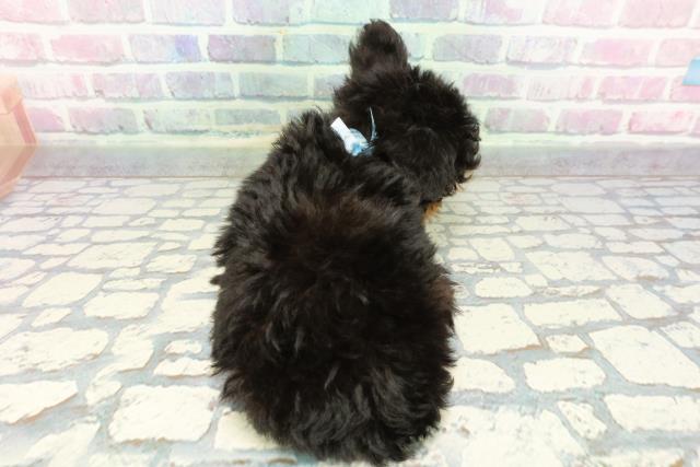 東京都のチワプー/プーチー(チワワ×プードル) (Coo&RIKU吉祥寺店/2025年12月20日生まれ/男の子/ブラックタン)の子犬の4枚目の画像