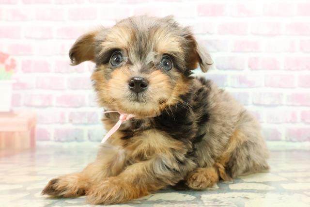 東京都のチワプー/プーチー(チワワ×プードル) (Coo&RIKU立川店/2025年12月20日生まれ/男の子/ブルーマール)の子犬の2枚目の画像