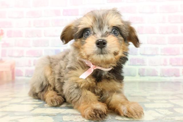 東京都のチワプー/プーチー(チワワ×プードル) (Coo&RIKU立川店/2025年12月20日生まれ/男の子/ブルーマール)の子犬の3枚目の画像