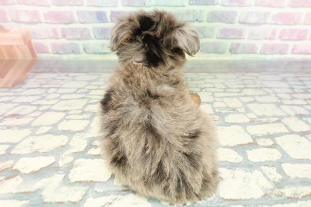 東京都のチワプー/プーチー(チワワ×プードル) (Coo&RIKU立川店/2025年12月20日生まれ/男の子/ブルーマール)の子犬の4枚目の画像