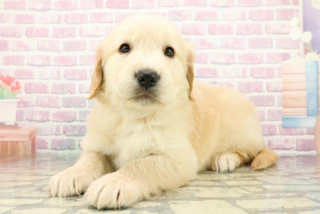 広島県のゴールデンレトリバー (Coo&RIKU広島中央店/2025年12月23日生まれ/男の子/ゴールデン)の子犬の2枚目の画像